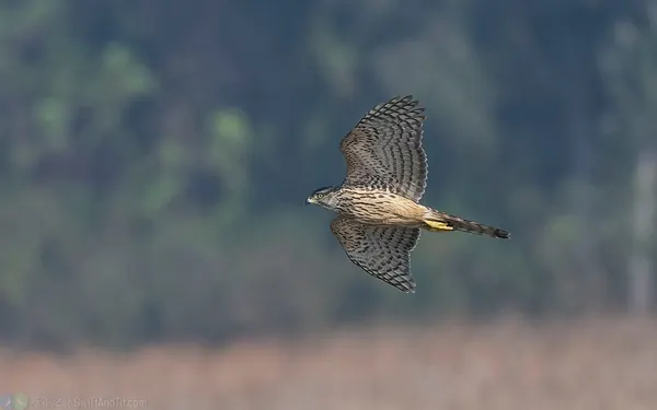 蒼鷹 Northern Goshawk 幼鳥 Juvenile