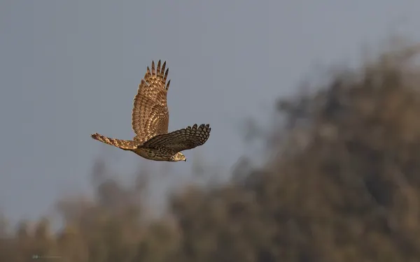 蒼鷹 Northern Goshawk 幼鳥 Juvenile