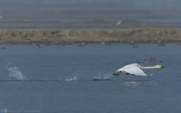 小天鵝 Bewick's Swan