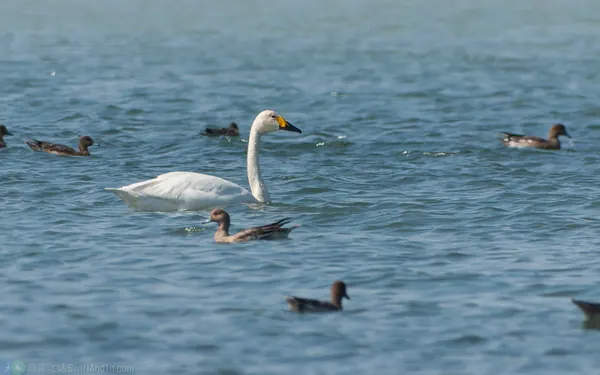 小天鵝 Bewick's Swan