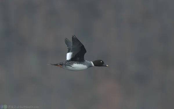 鵲鴨 Common Goldeneye