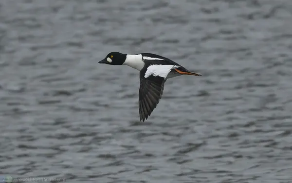 鵲鴨 Common Goldeneye