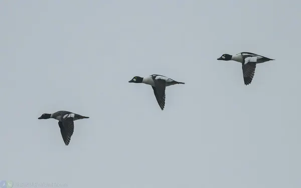 鵲鴨 Common Goldeneye
