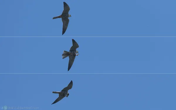 燕隼 Eurasian Hobby