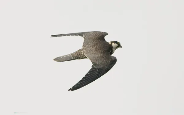 燕隼 Eurasian Hobby