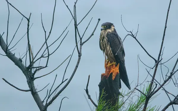 燕隼 Eurasian Hobby