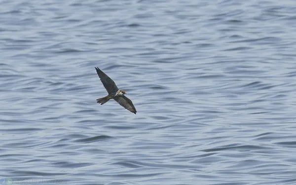 燕隼 Eurasian Hobby