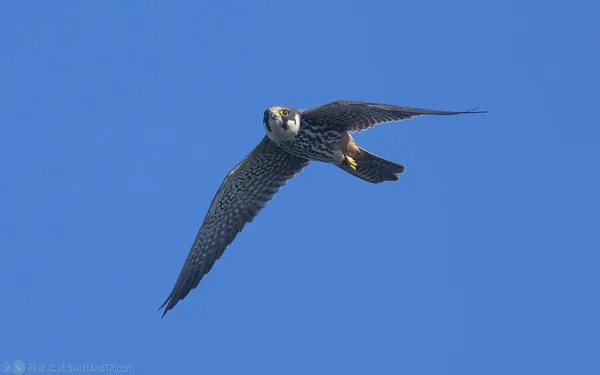 燕隼 Eurasian Hobby
