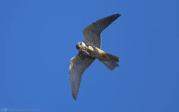 邊飛邊吃的燕隼 Eurasian Hobby