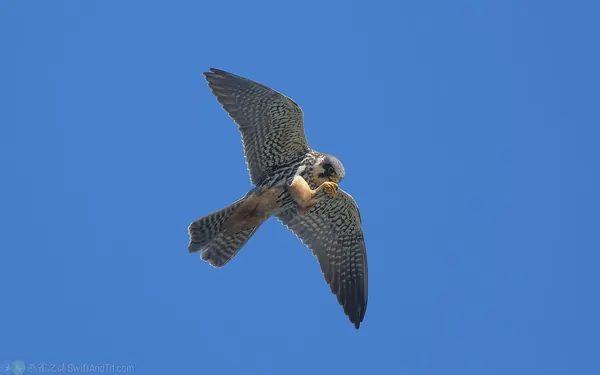 燕隼 Eurasian Hobby