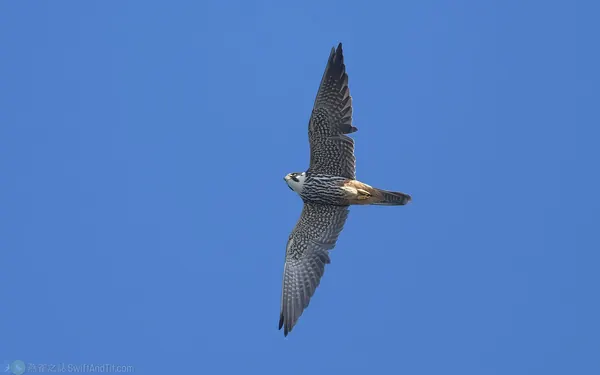 燕隼 Eurasian Hobby