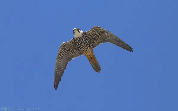 燕隼 Eurasian Hobby