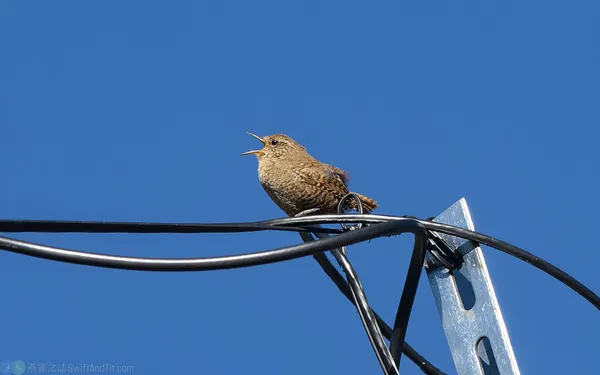 鷦鷯 Eurasian Wren (ssp. taivanus)