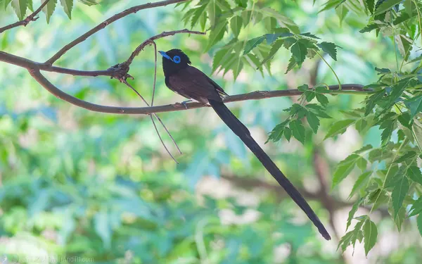 紫綬帶 Japanese Paradise-Flycatcher