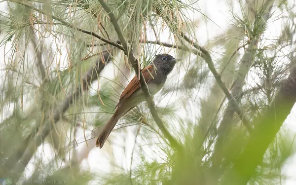 紫綬帶 Japanese Paradise-Flycatcher