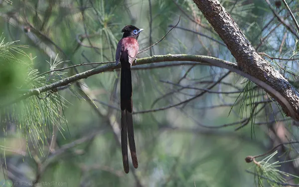 紫綬帶 Japanese Paradise-Flycatcher