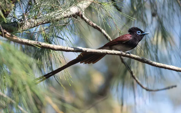 紫綬帶 Japanese Paradise-Flycatcher