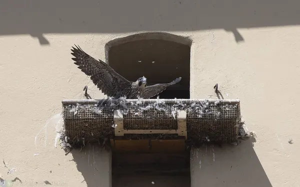 遊隼幼鳥
