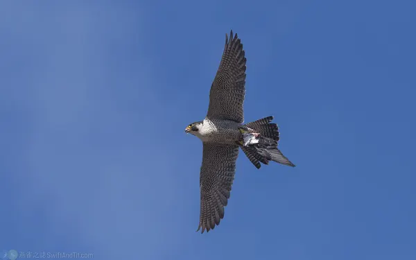 遊隼 Peregrine Falcon