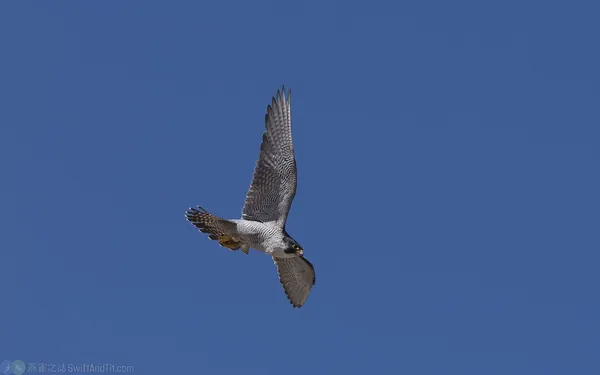 遊隼 Peregrine Falcon