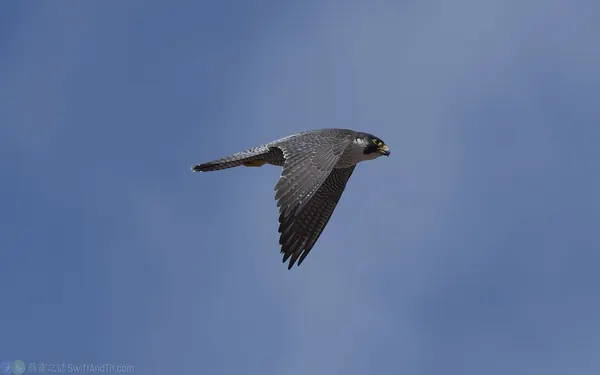 遊隼 Peregrine Falcon