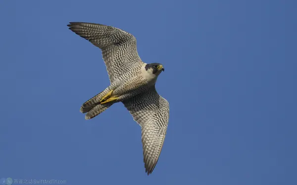 遊隼 Peregrine Falcon