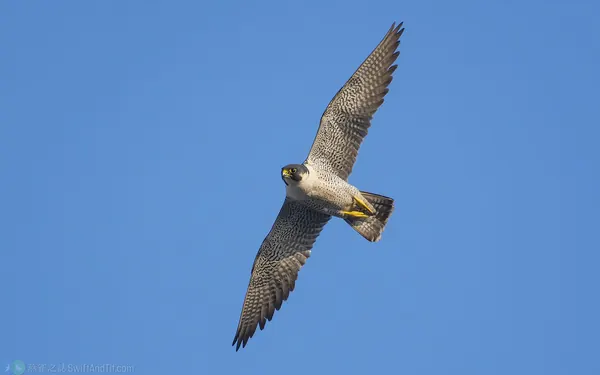 遊隼 Peregrine Falcon