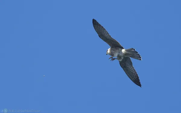 紅腳隼 Red-footed falcon
