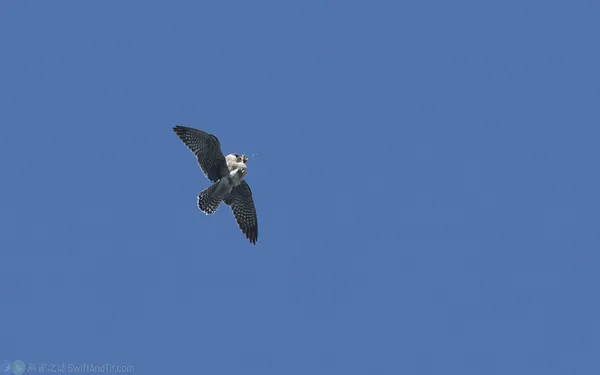 紅腳隼 Red-footed falcon