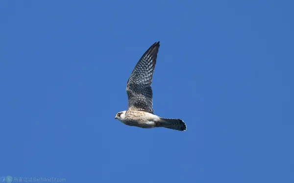 紅腳隼 Red-footed falcon