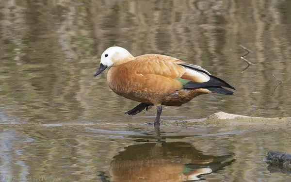 瀆鳧 Ruddy Shelduck