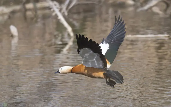 瀆鳧 Ruddy Shelduck