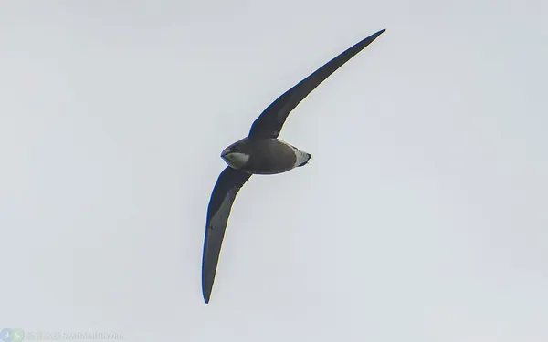 白喉針尾雨燕 White-throated Needletail
