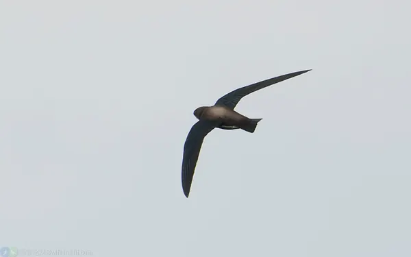 白喉針尾雨燕 White-throated Needletail