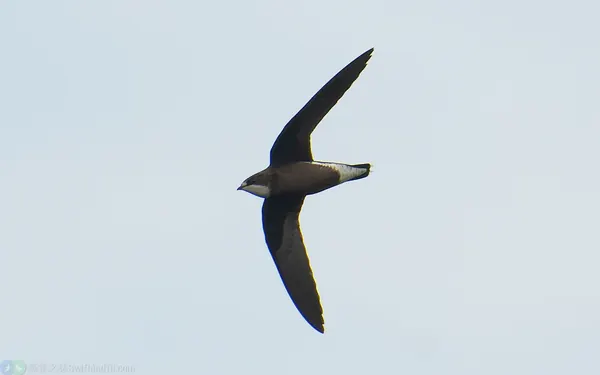 白喉針尾雨燕 White-throated Needletail