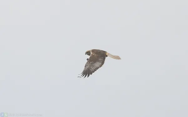 西方澤鵟 Eurasian Marsh Harrier 雄亞成鳥 Male Immature