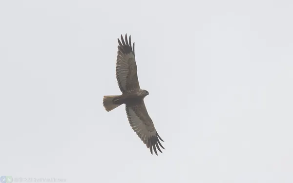 西方澤鵟 Eurasian Marsh Harrier 雄亞成鳥 Male Immature