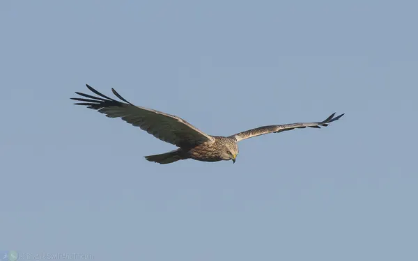 西方澤鵟 Eurasian Marsh-Harrier 雄鳥 Male Adult