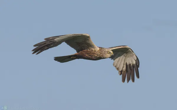 西方澤鵟 Eurasian Marsh-Harrier 雄鳥 Male Adult