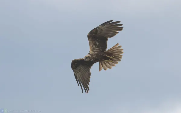 西方澤鵟 Eurasian Marsh-Harrier 雌成鳥 Female Adult