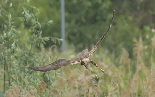 西方澤鵟 Eurasian Marsh-Harrier 雌成鳥 Female Adult