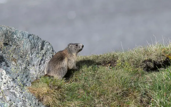 alpine-marmot