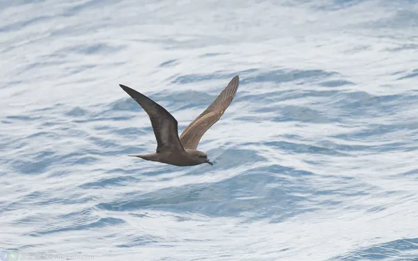 穴鳥 Bulwer's Petrel