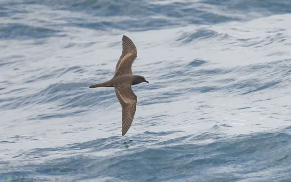 穴鳥 Bulwer's Petrel