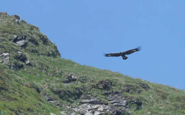 金鵰 Golden Eagle