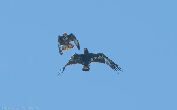 金鵰 Golden Eagle
