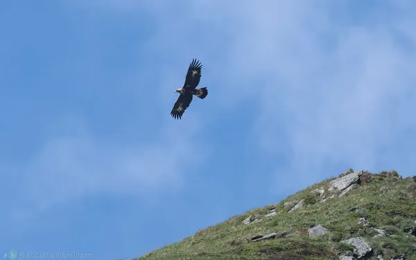 金鵰 Golden Eagle
