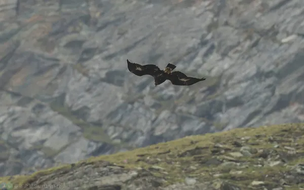 金鵰 Golden Eagle