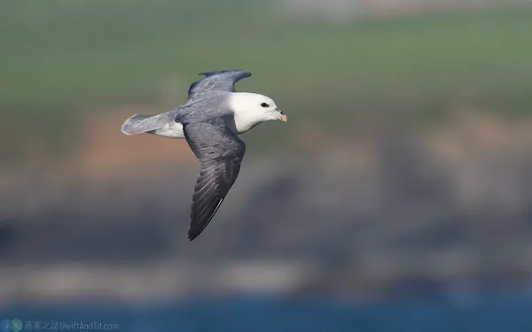 暴風鸌 Northern Fulmar