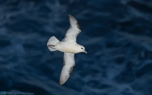 暴風鸌 Northern Fulmar